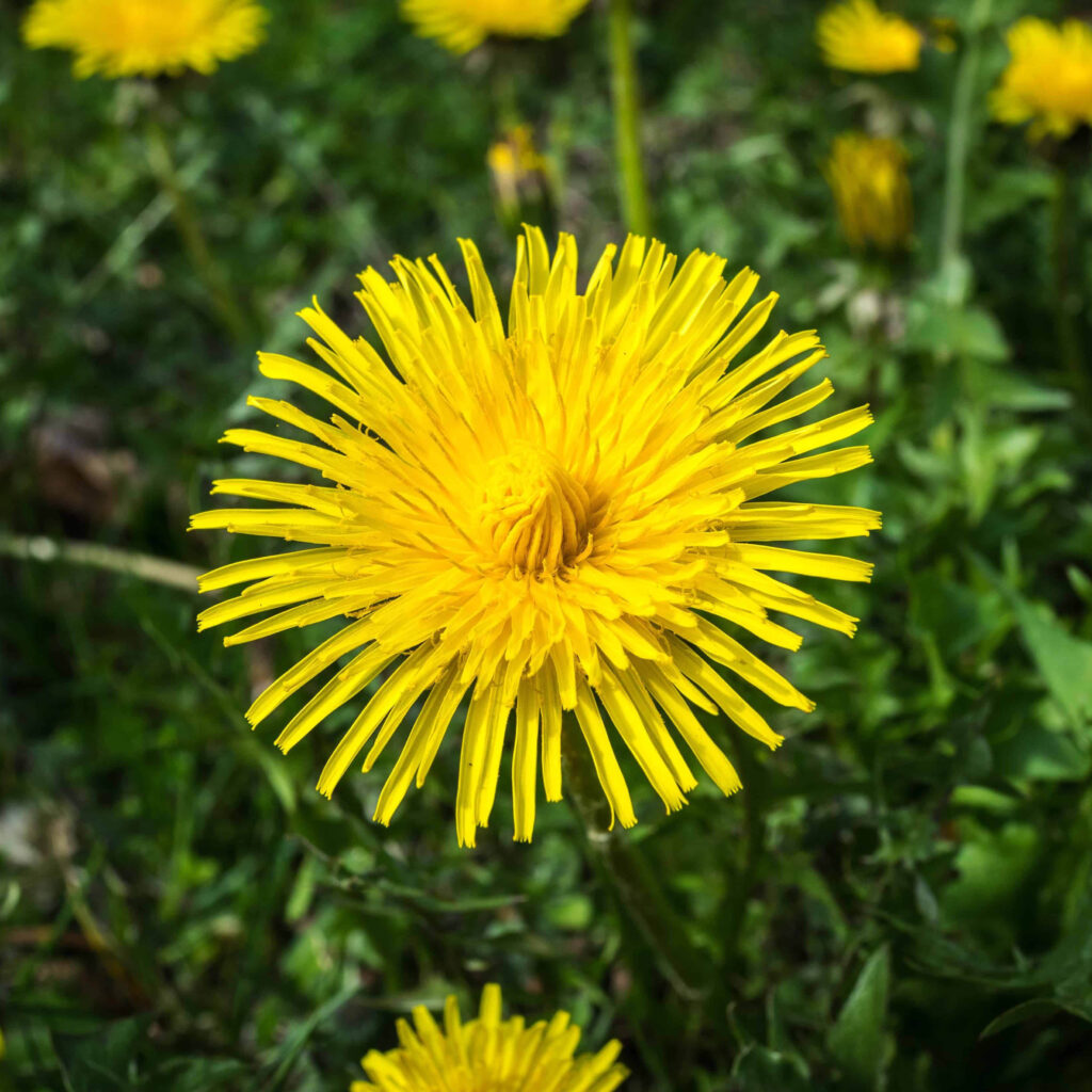 Bioindikatorplanter