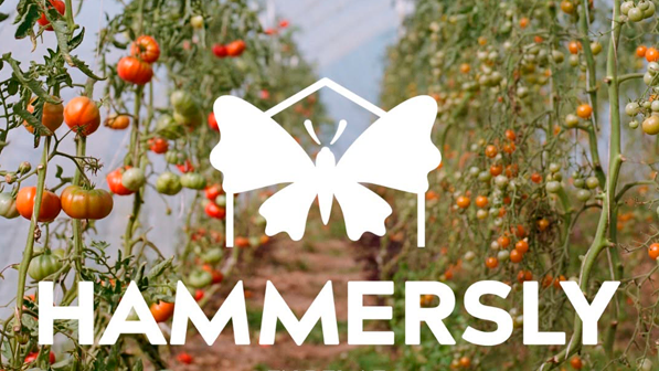 Hammersly