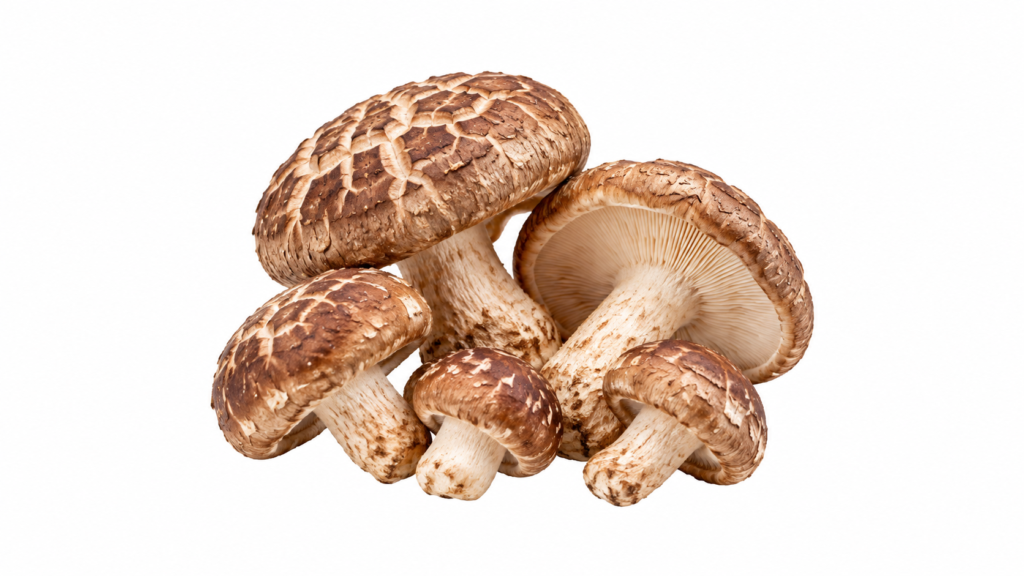 Shiitake