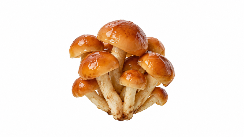 Nameko
