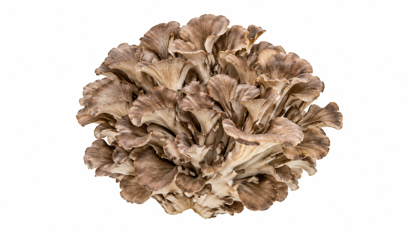 Maitake