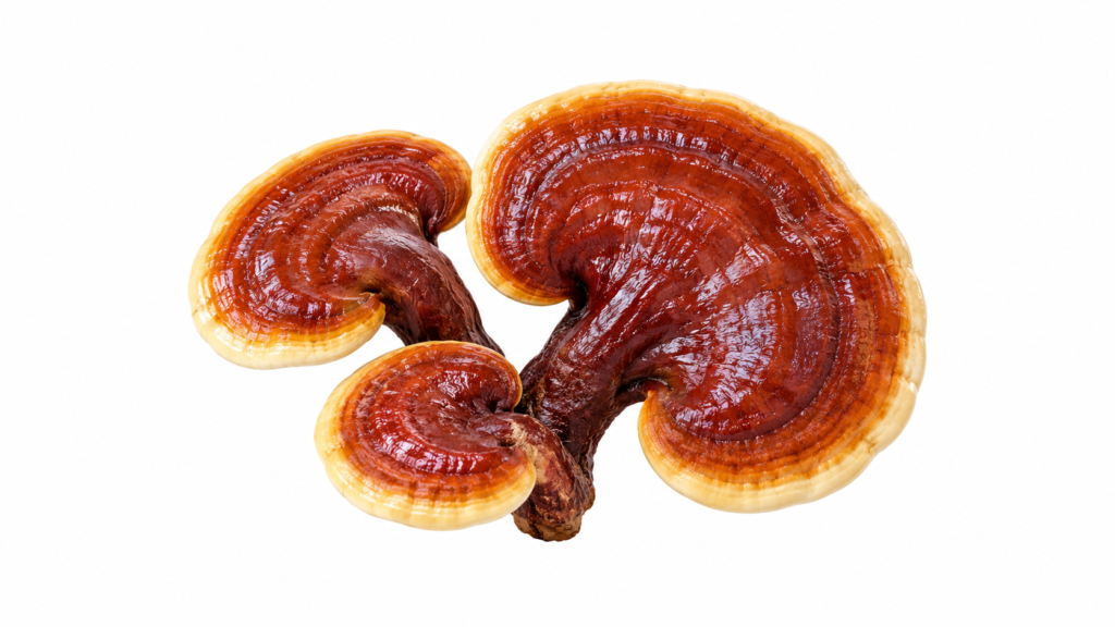Reishi – lakporesvamp