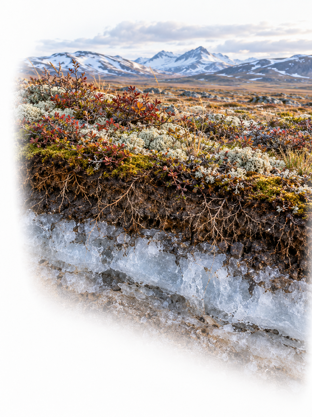 Tundra