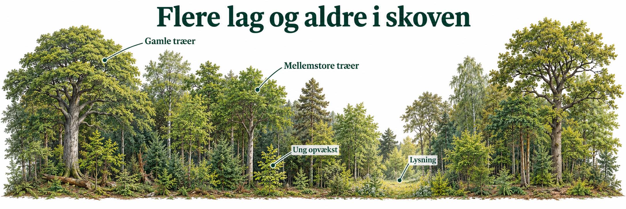 Flere lag og aldre i skoven lille