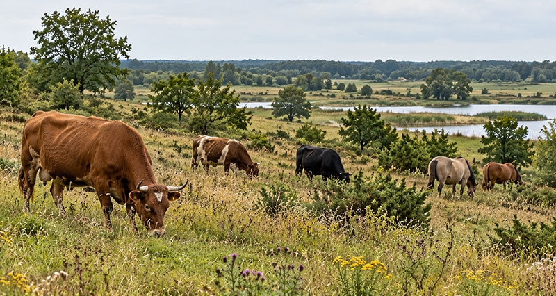 Naturpleje med græssende dyr