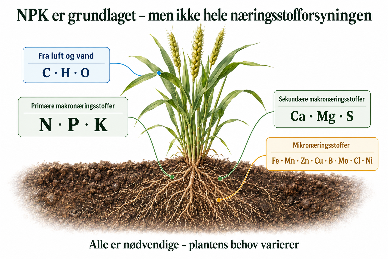 Planteernæring, rødder og jordprofil